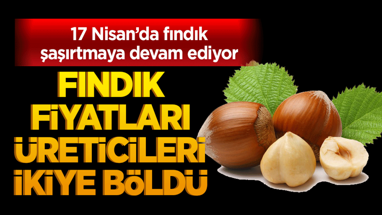 Fındık fiyatları üreticiyi ikiye böldü! Fiyatlar yükseldi, tartışmalar başladı