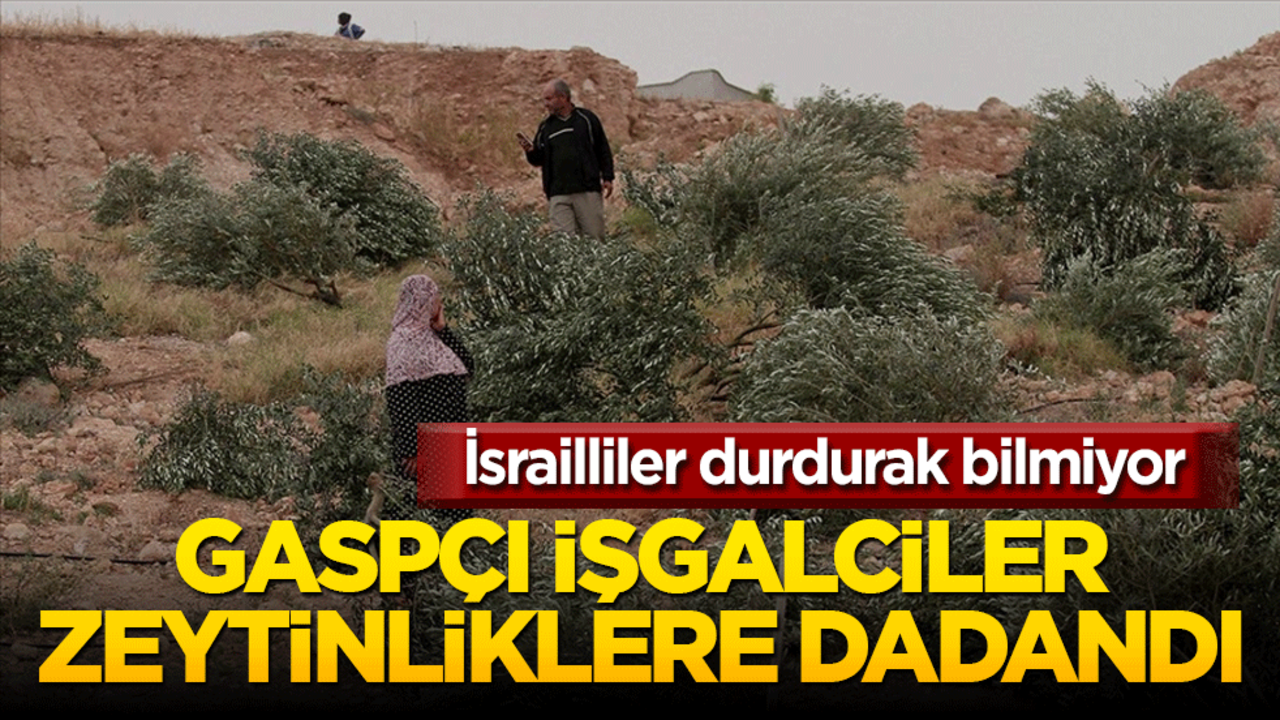 Gaspçılar bu sefer zeytinliklere dadandı! İsrailliler durdurak bilmiyor