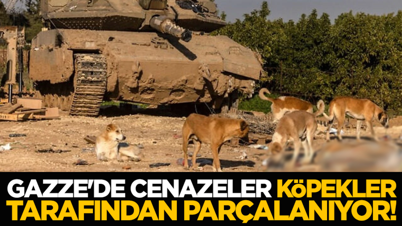 Gazze'de cenazeler köpekler tarafından parçalanıyor!