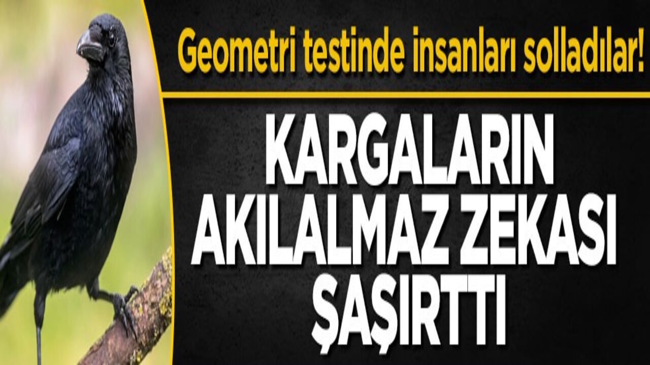 Geometri testinde insanları solladılar! Kargaların akılalmaz zekası şaşırttı