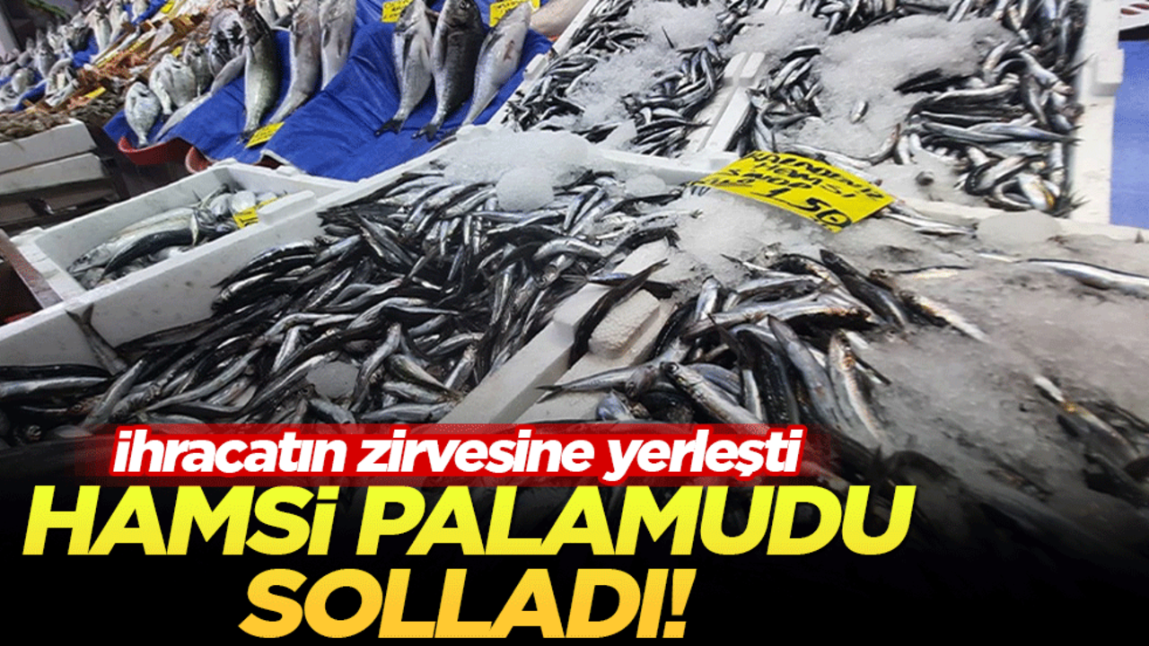 Hamsi palamudu solladı! İhracatın zirvesine yerleşti