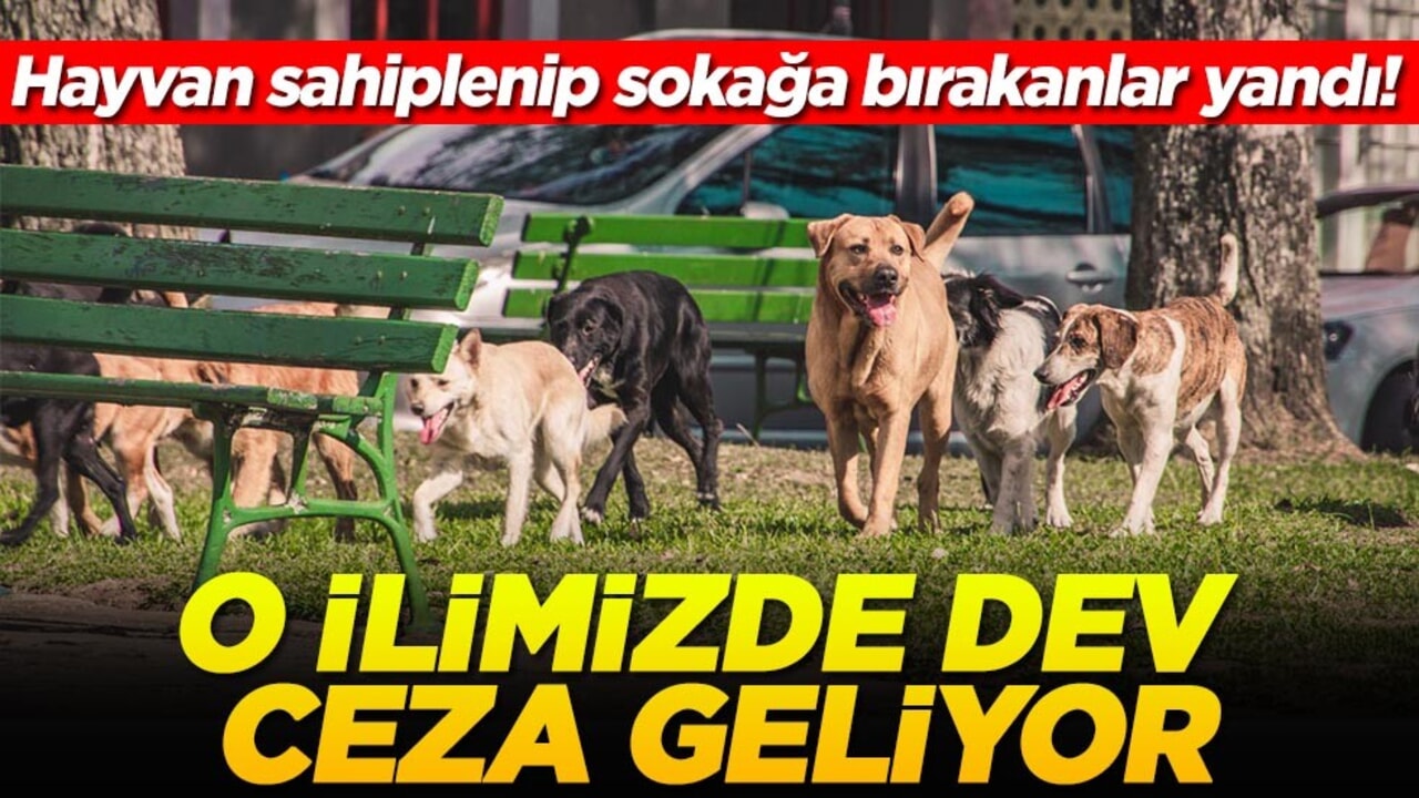 Hayvan sahiplenip sokağa bırakanlar yandı! O ilimizde dev ceza geliyor