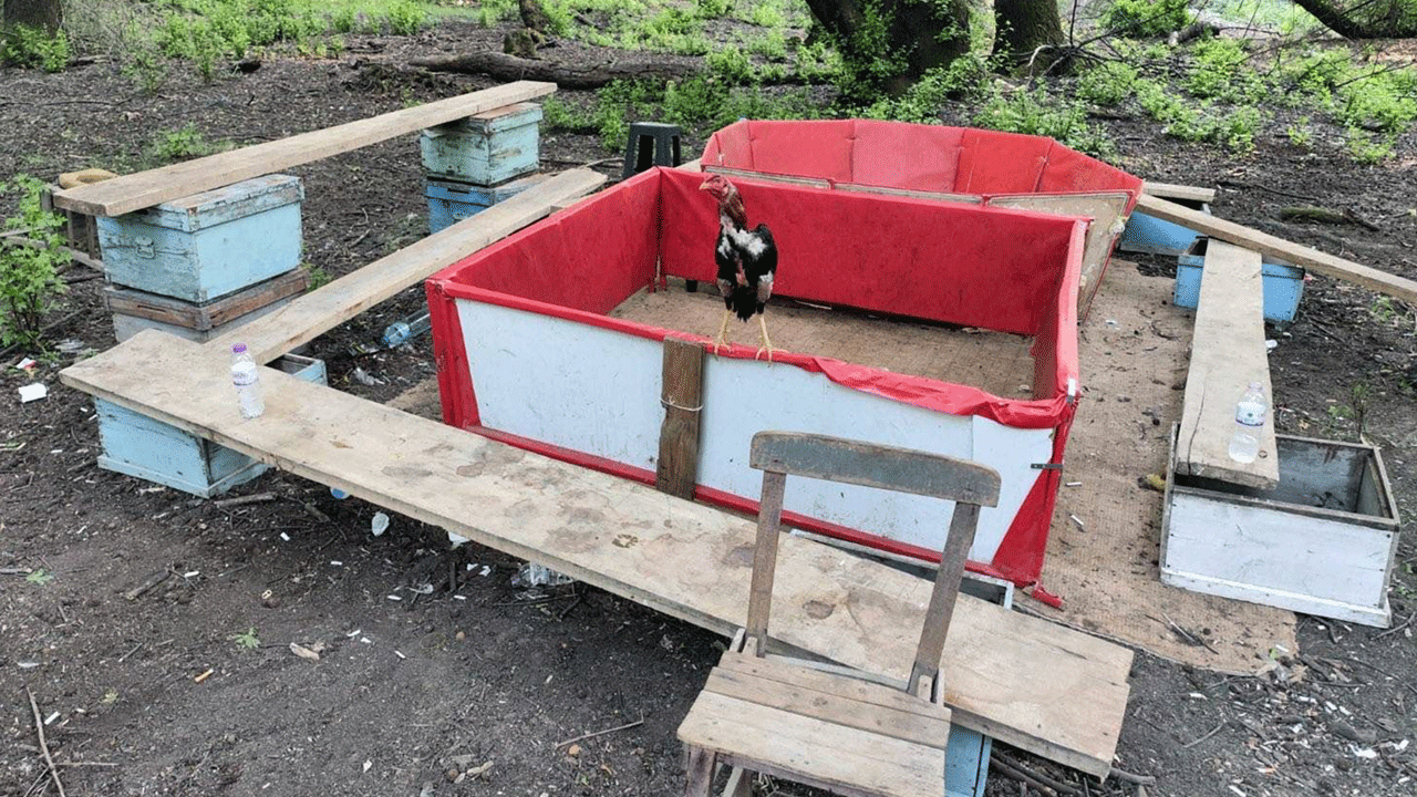 Hayvanları koruma derneği başkanı horoz dövüştürürken yakalandı