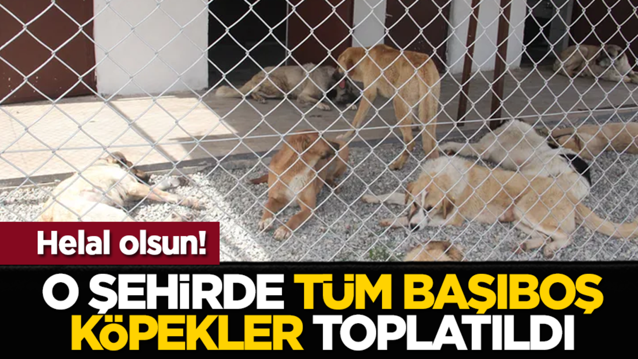 Helal olsun! O şehirde tüm başıboş köpekler toplandı
