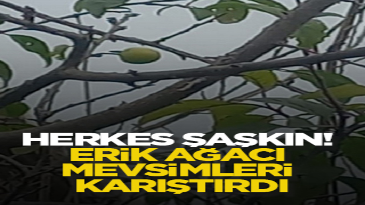 Herkes şaşkın! Erik ağacı mevsimleri karıştırdı