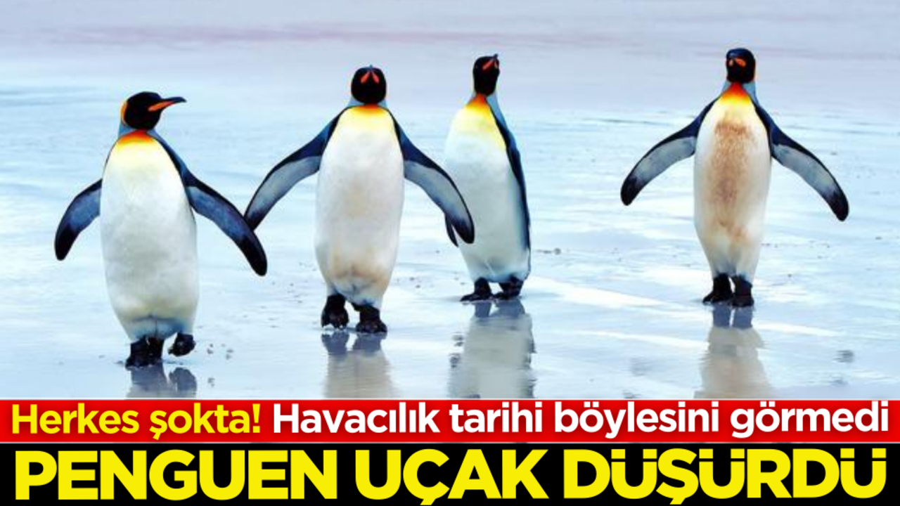 Herkes şokta! Havacılık tarihi böylesini görmedi: Penguen uçak düşürdü