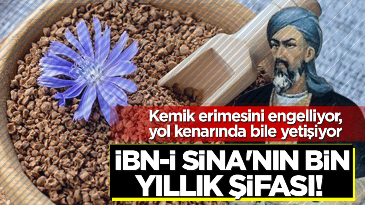 İbn-i Sina'nın bin yıllık şifası! Kemik erimesini engelliyor, yol kenarında bile yetişiyor
