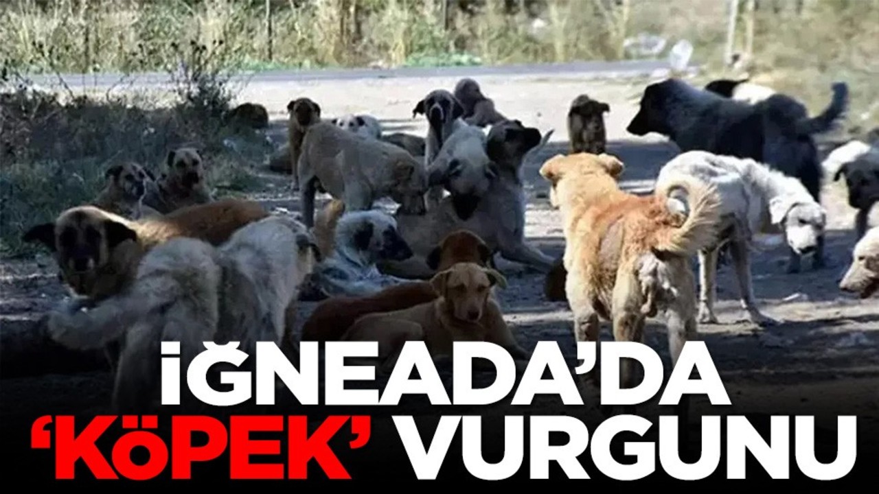 İğneada’da "köpek" vurgunu