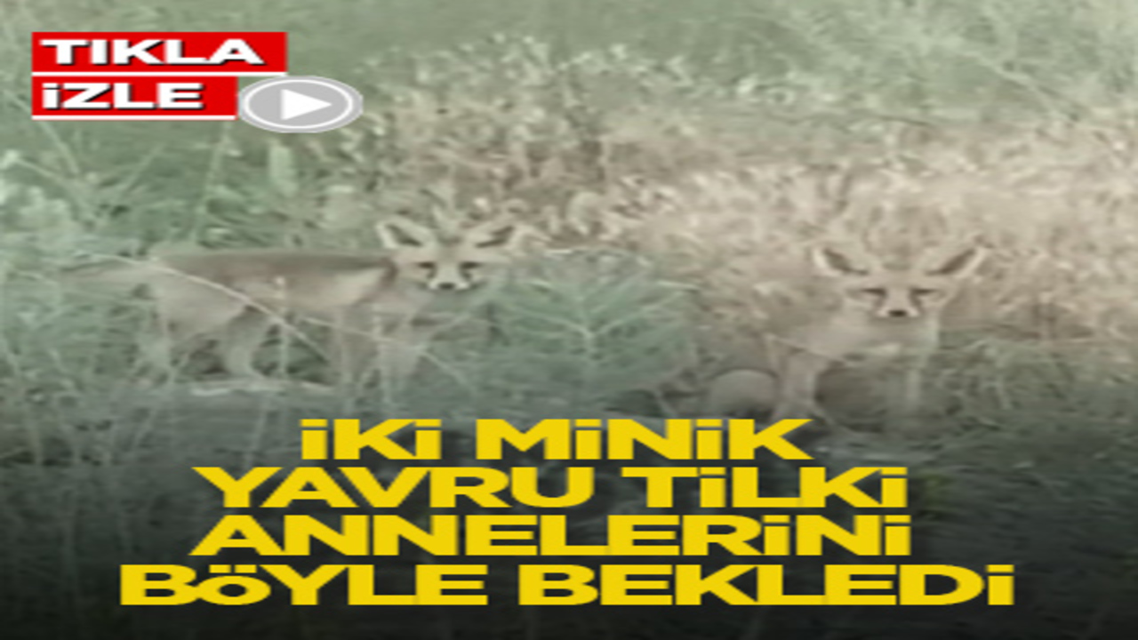 İki minik yavru tilki annelerini böyle bekledi