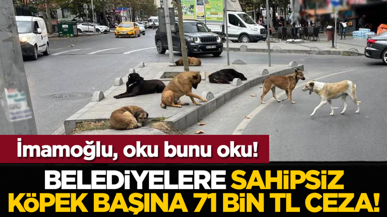 İmamoğlu, oku bunu oku! Belediyelere sahipsiz köpek başına 71 bin TL ceza!