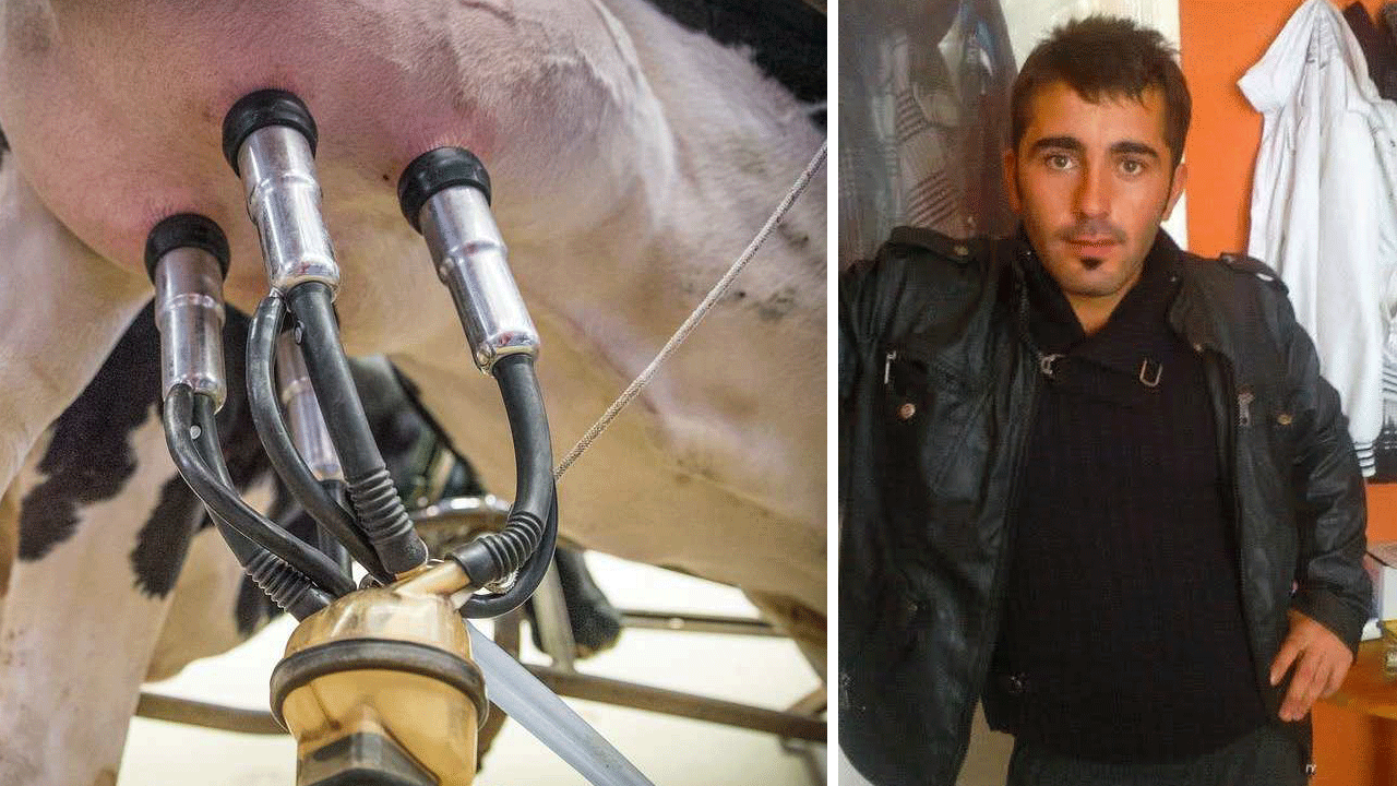 İnek sağarken elektrik çarptı! Kurtarılamadı