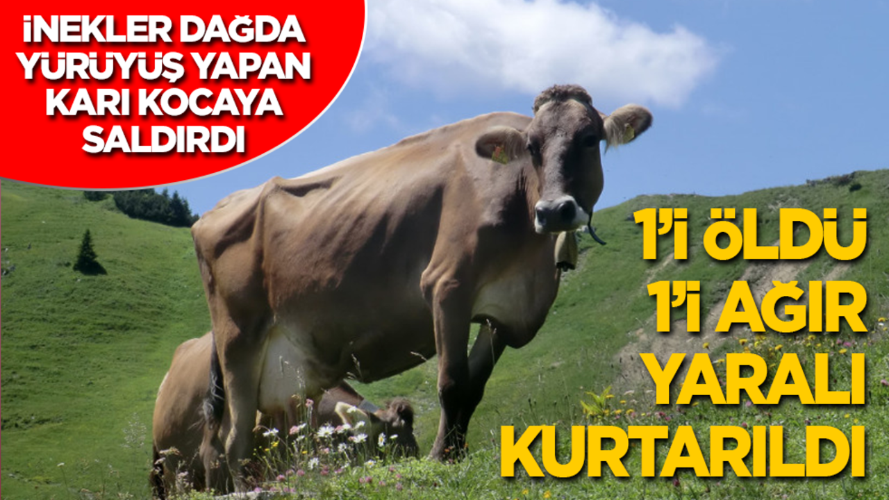 İnekler dağda yürüyüş yapan karı kocaya saldırdı: Adam hayatını kaybetti, kadın ağır yaralı kurtuldu