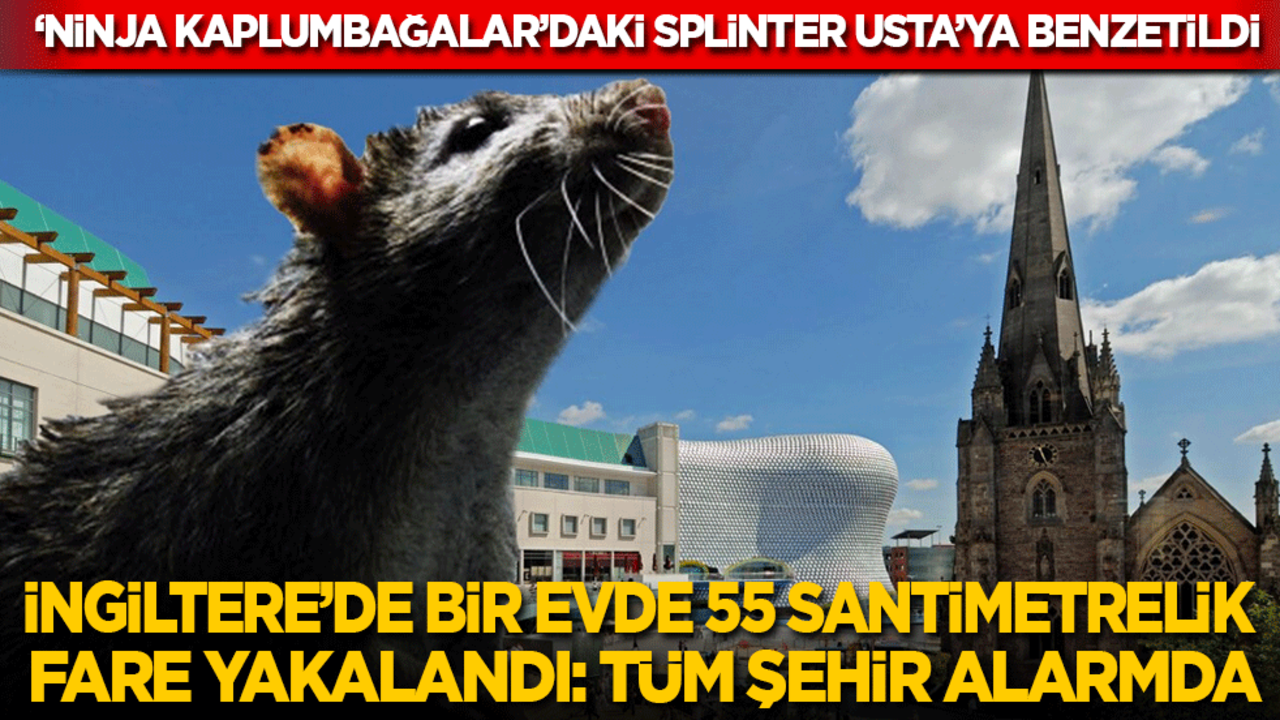 İngiltere’de bir evde 55 santimetre büyüklüğünde dev fare yakalandı: Tüm şehir alarma geçti!