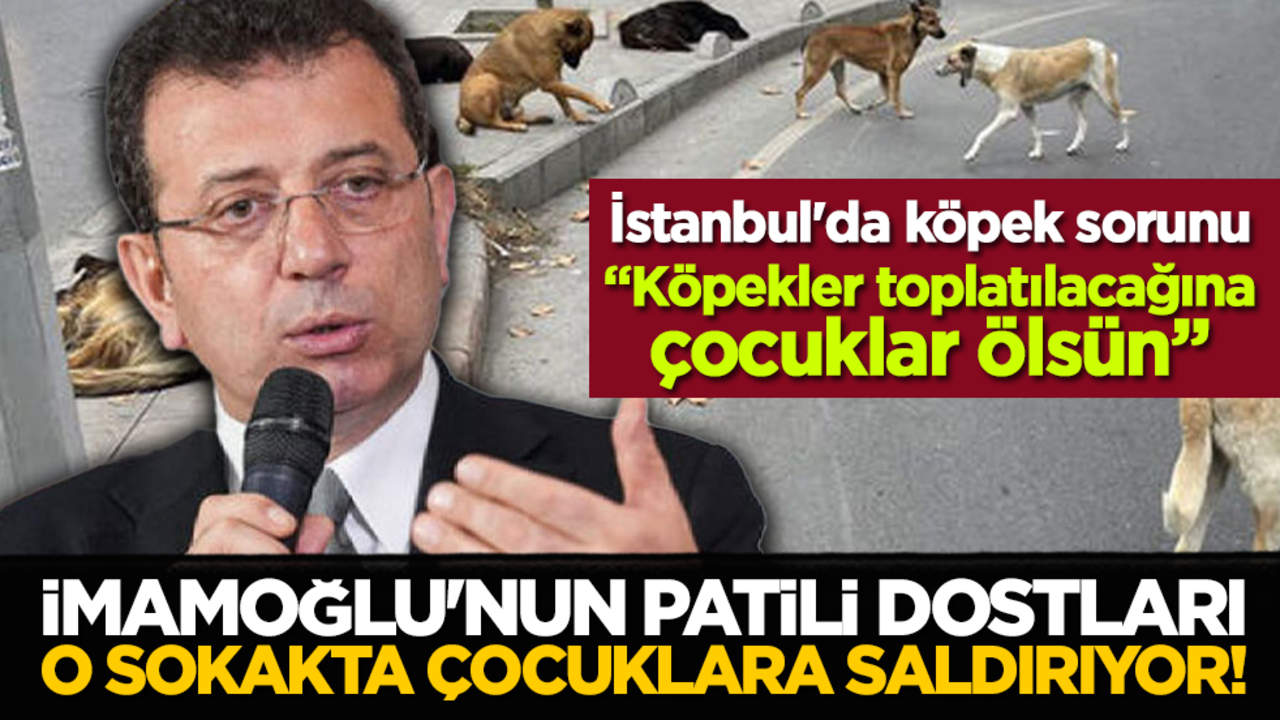 İstanbul'da köpek sorunu: İmamoğlu'nun patili dostları o sokakta çocuklara saldırıyor!