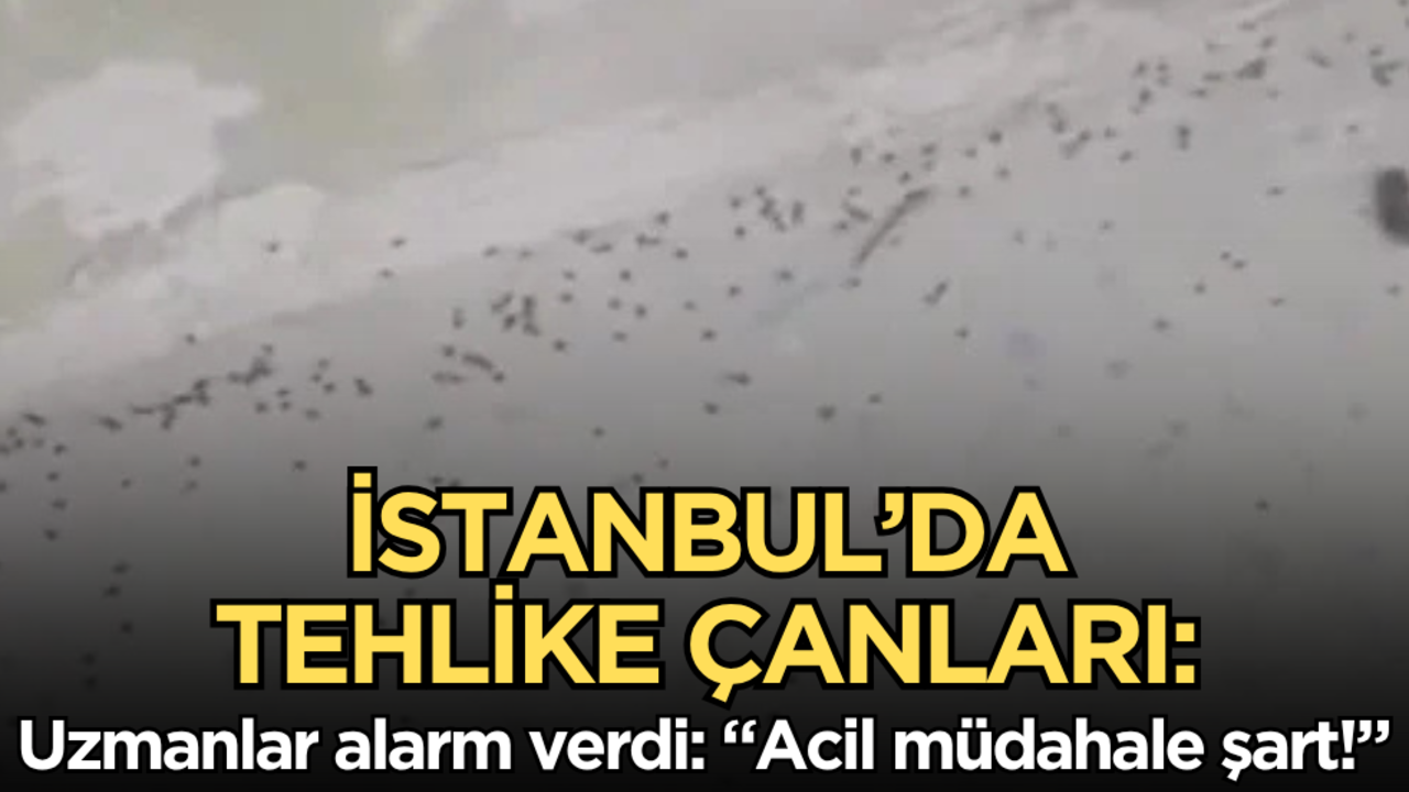 İstanbul’da tehlike çanları: Uzmanlar alarm verdi: "Acil müdahale şart!"