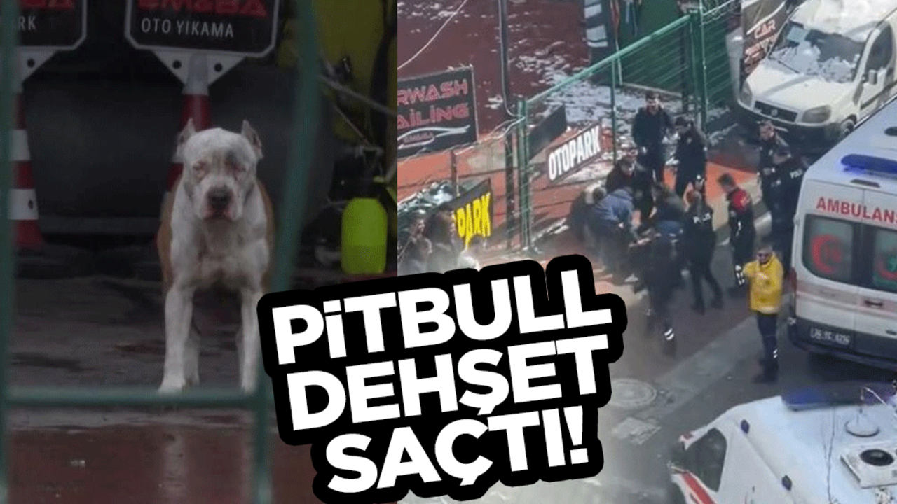 İstanbul'da yine başıboş köpek dehşeti! Pitbull dehşet saçtı