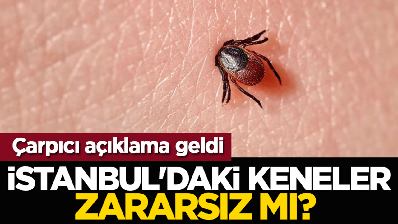 İstanbul'daki keneler zararsız mı? Çarpıcı açıklama geldi