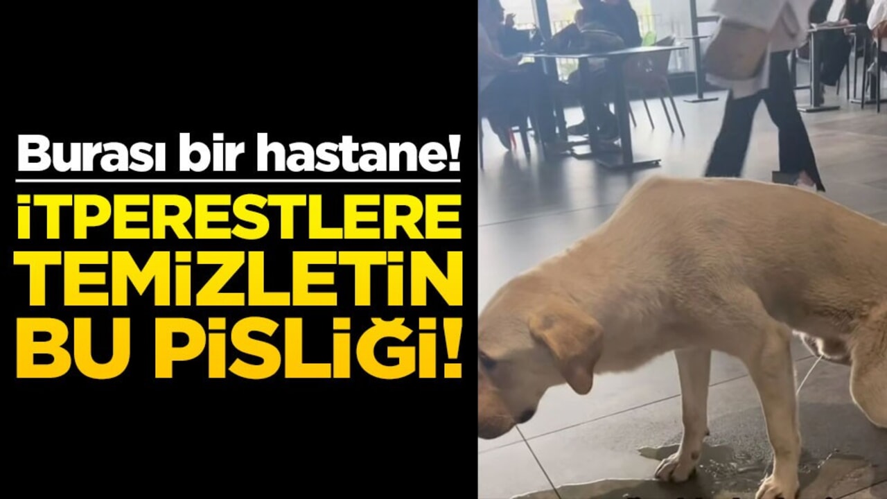 İtperestlere temizletin bu pisliği! Başıboş köpek hastanenin ortasına idrar yaptı