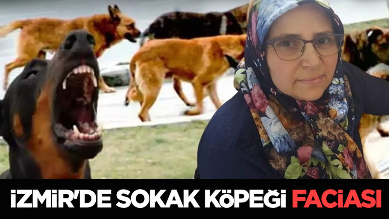 İzmir'de sokak köpeği faciası