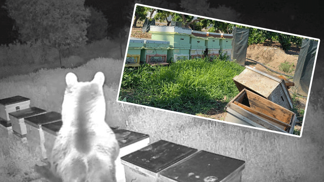 Kabus ayı, arıcıların korkulu rüyası oldu: Bal falan kalmamış, hepsini sıyırmış!