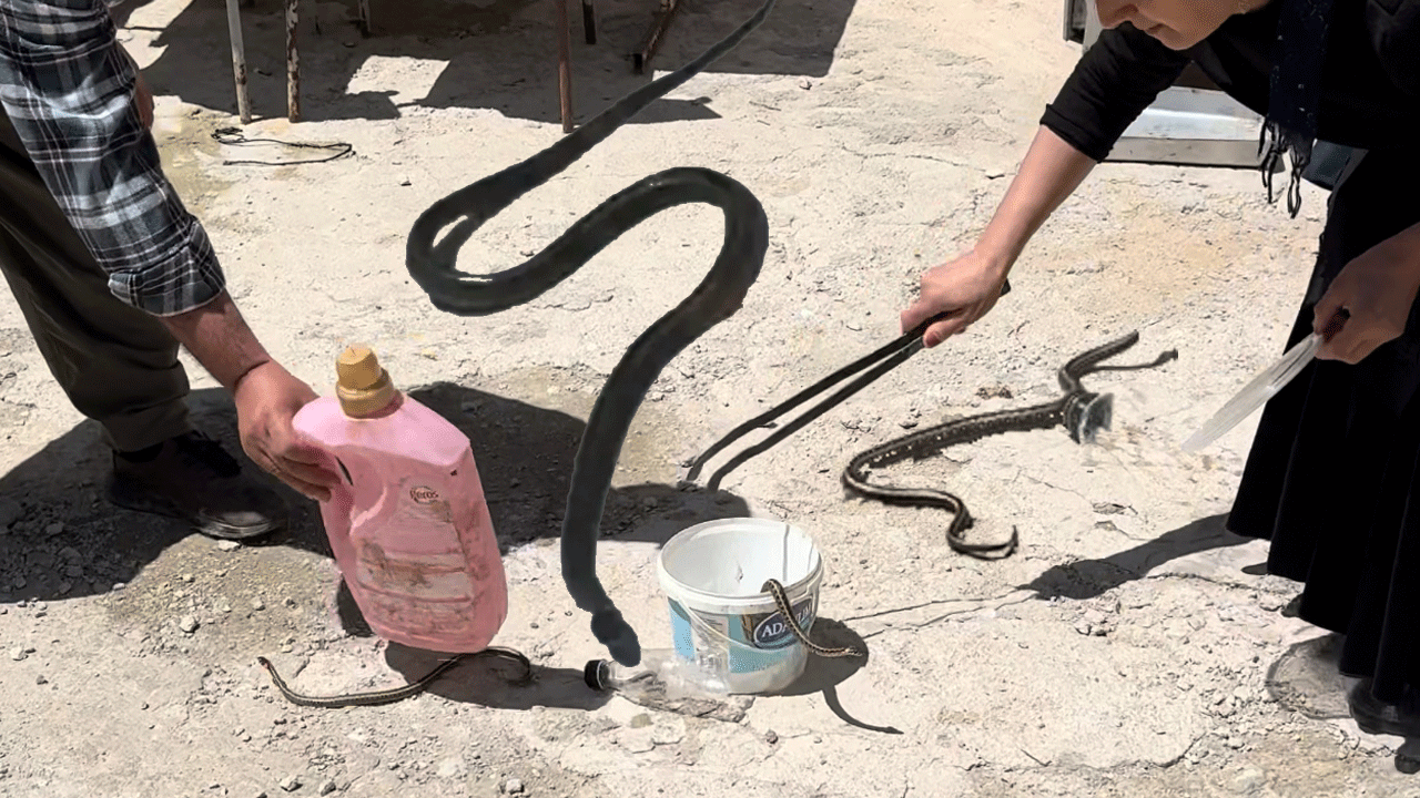 Kabus ev: İçinde yılanlar fışkırıyor! Banyoda, mutfakta, yastığın altında her gün yılan temizliyorlar