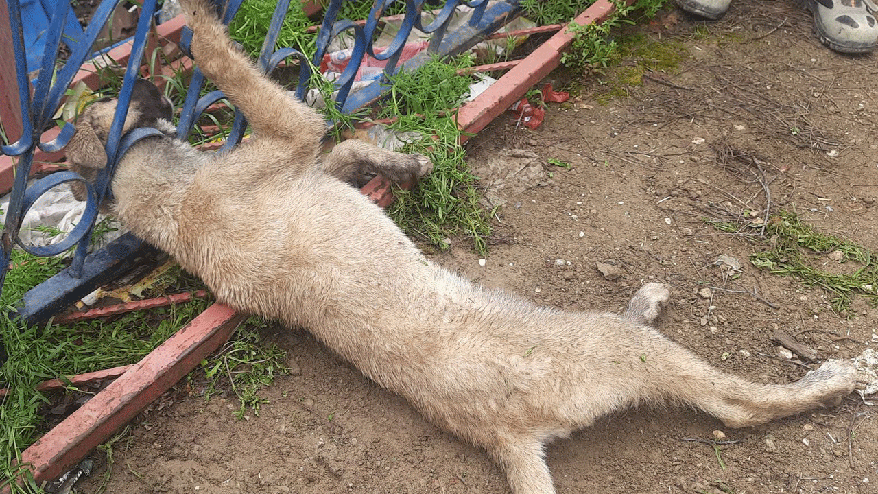 Kafasını demir korkuluğa sokan yaramaz köpeği itfaiye kurtardı