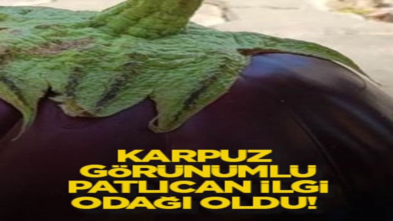 Karpuz görünümlü patlıcan ilgi odağı oldu!