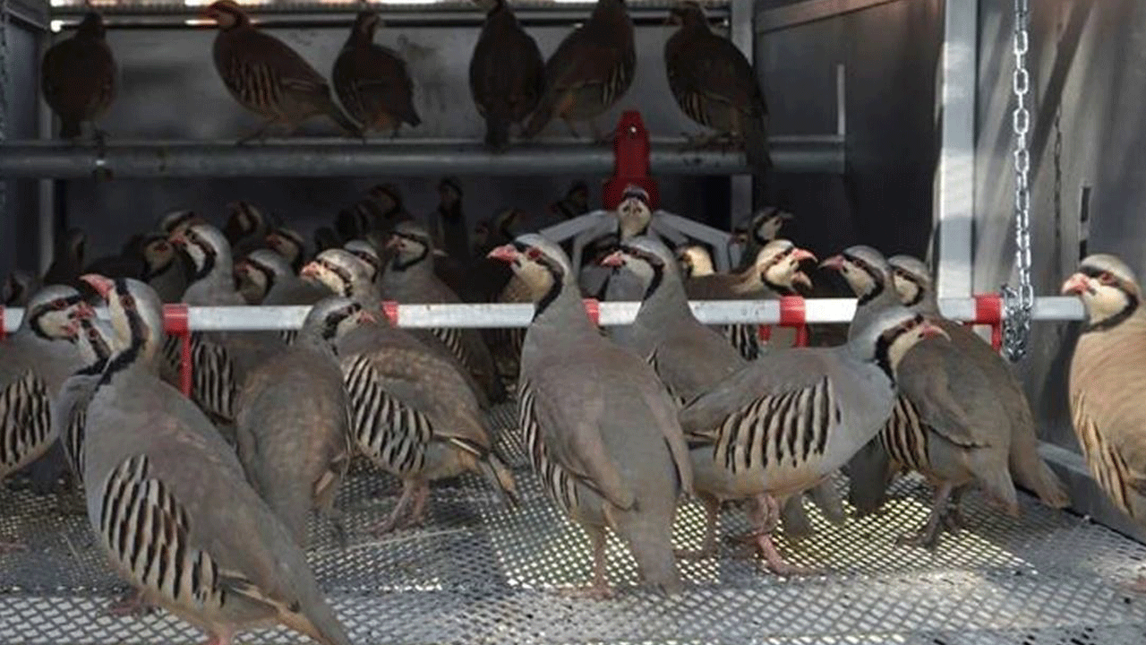Kene kabusunu yok etmesi için doğaya salınan keklik ve sülünleri avlayanlara büyük ceza geliyor!