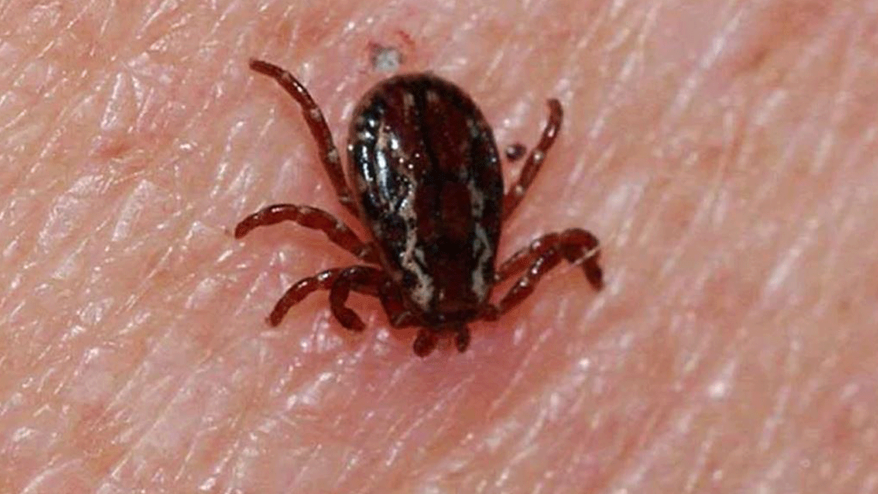 Keneler ölüm saçıyor! Bir kişi daha öldü