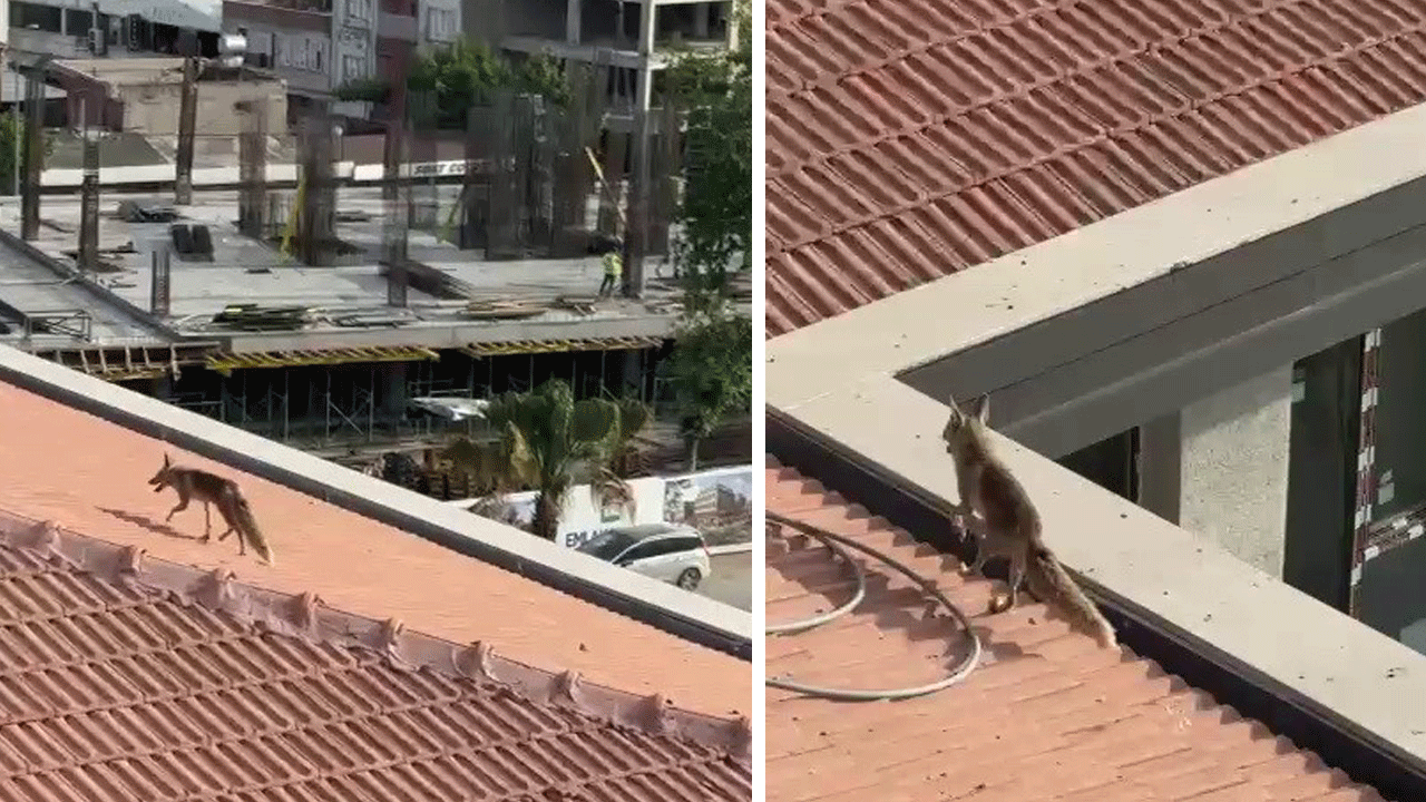 Kente tepeden bakmak isteyen tilki 5 katlı binanın çatısında enselendi