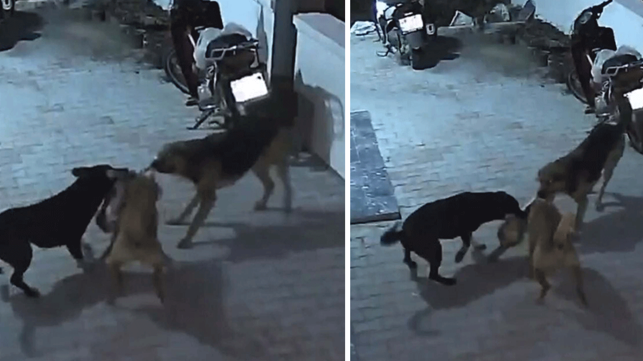Kimsenin canı güvende değil: Başıboş köpek sürüsü kapının önünde yatan sahipli kediyi parçalayarak öldürdü