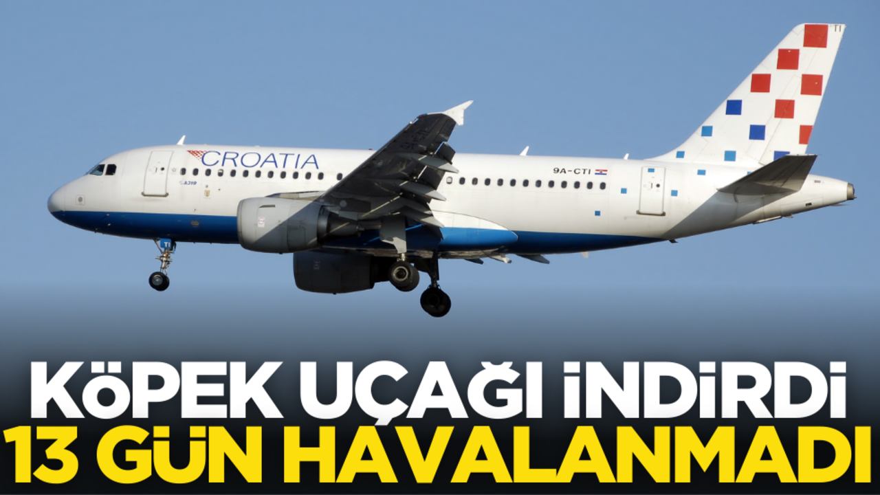 Köpeğin indirdiği uçak, 13 gün havalanamadı!