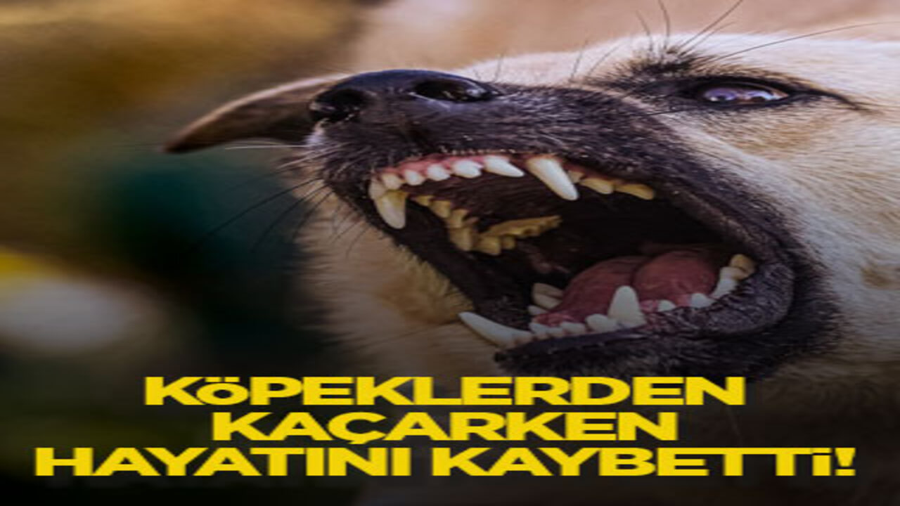 Köpeklerden kaçarken hayatını kaybetti!