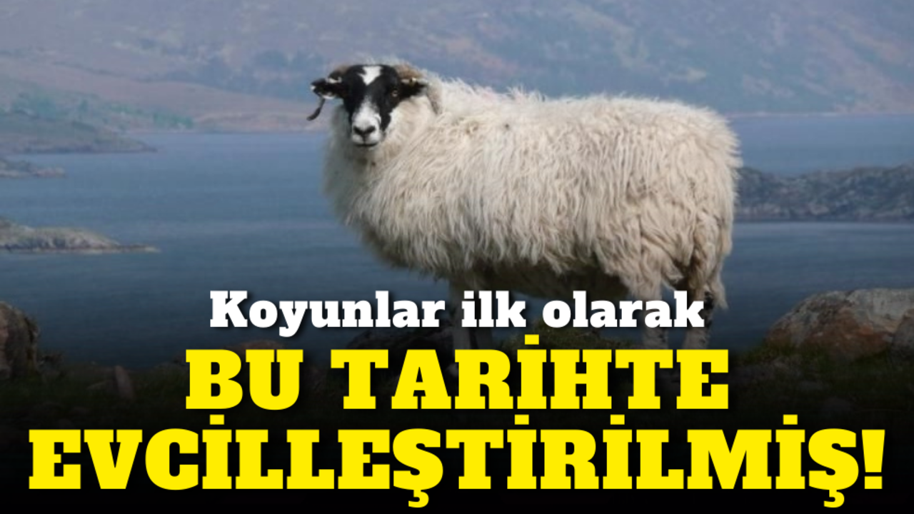 Koyunlar ilk olarak bu tarihte evcilleştirilmiş!