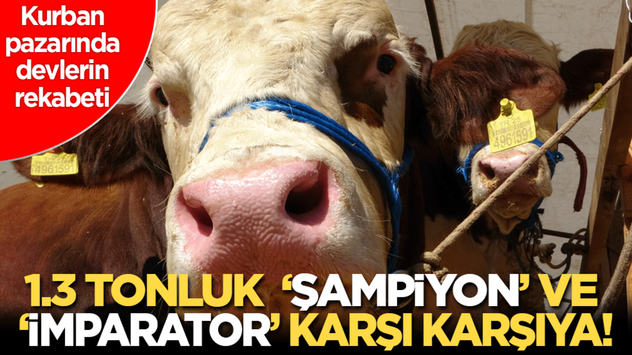 Kurban Pazarı’nda 'dev'lerin rekabeti: 1.3 tonluk ‘Şampiyon’ ve ‘İmparator’ karşı karşıya!