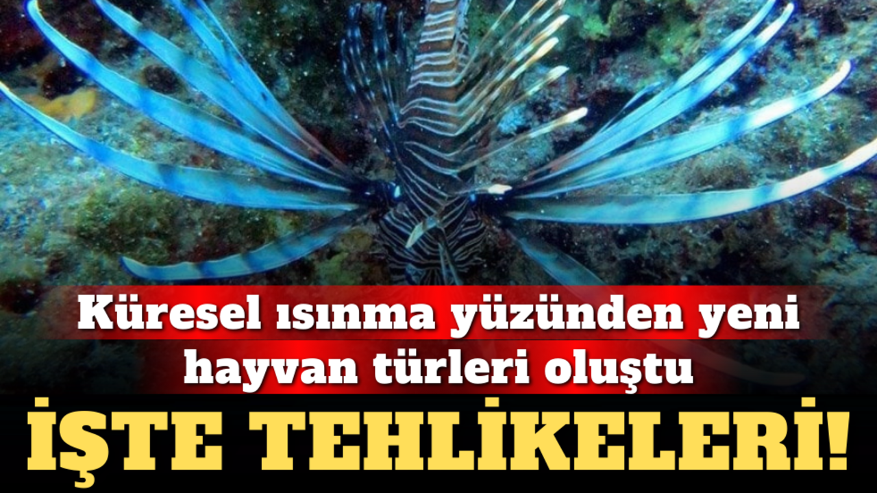 Küresel ısınma yüzünden yeni hayvan türleri oluştu: İşte tehlikeleri!