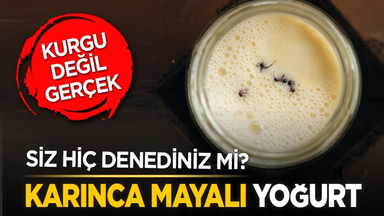 Kurgu değil gerçek! Sizi hiç denediniz mi? Karınca mayalı yoğurt