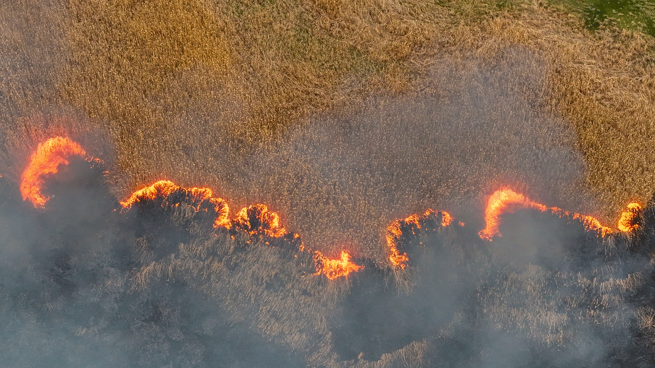 Kuş cenneti cehenneme döndü: Cayır cayır yandılar