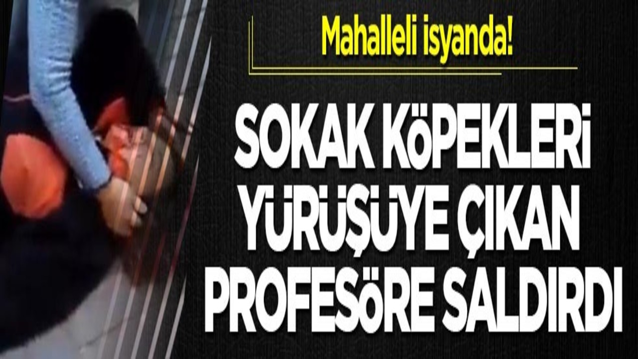 Mahalleli isyanda! Sokak köpekleri yürüşüye çıkan profesöre saldırdı