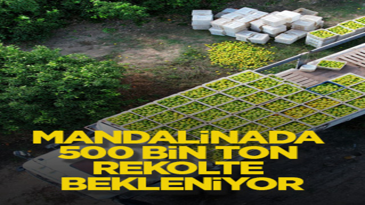 Mandalinada 500 bin ton rekolte bekleniyor