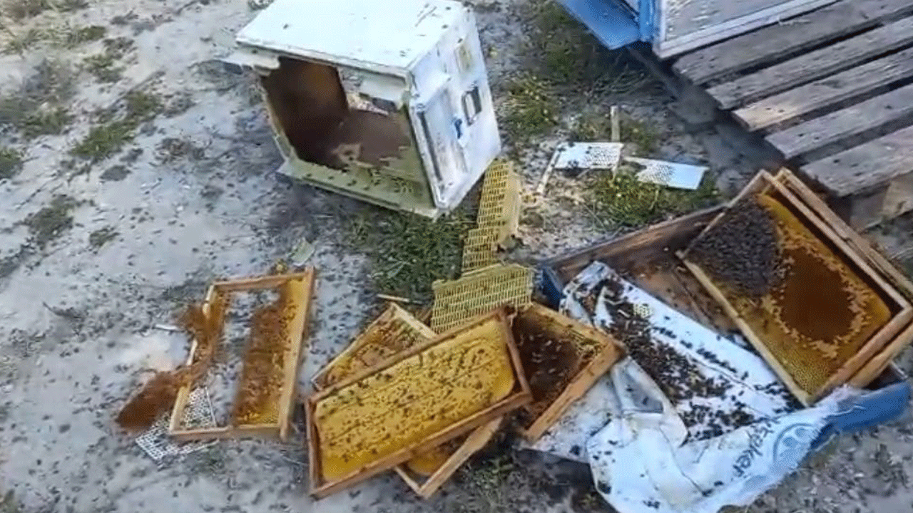 ‘Medeni ayı’ sadece bir kovanı parçaladı, biraz bal yiyip gitti!