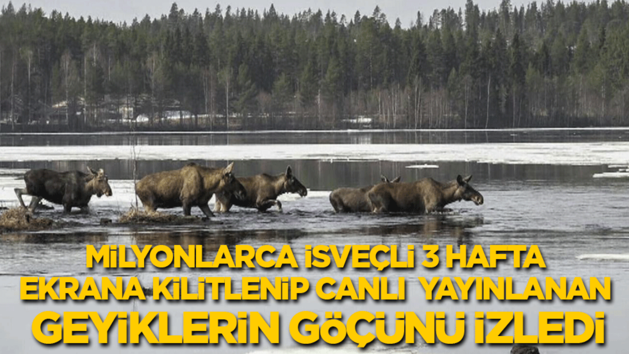Milyonlarca İsveçli 3 hafta ekrana kilitlenip canlı yayınlanan geyiklerin göçünü izledi