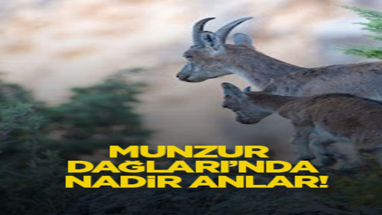 Munzur Dağları’nda nadir anlar!