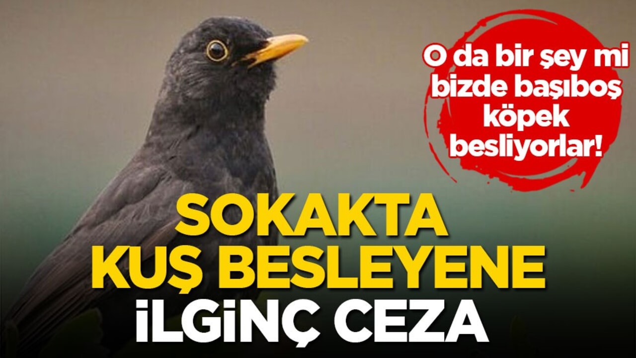 O da bir şey mi bizde başıboş köpek besliyorlar! Sokakta kuş besleyene ilginç ceza