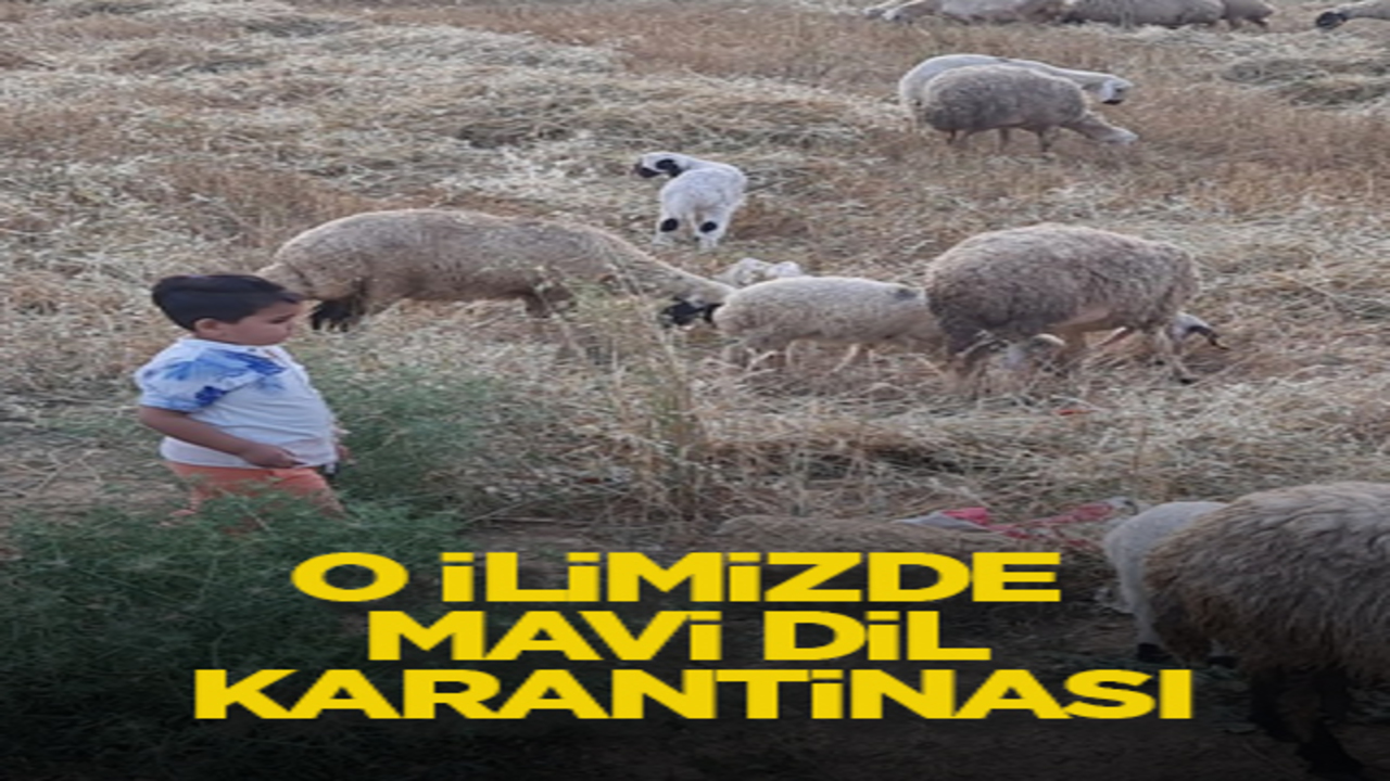 O ilimizde mavi dil karantinası