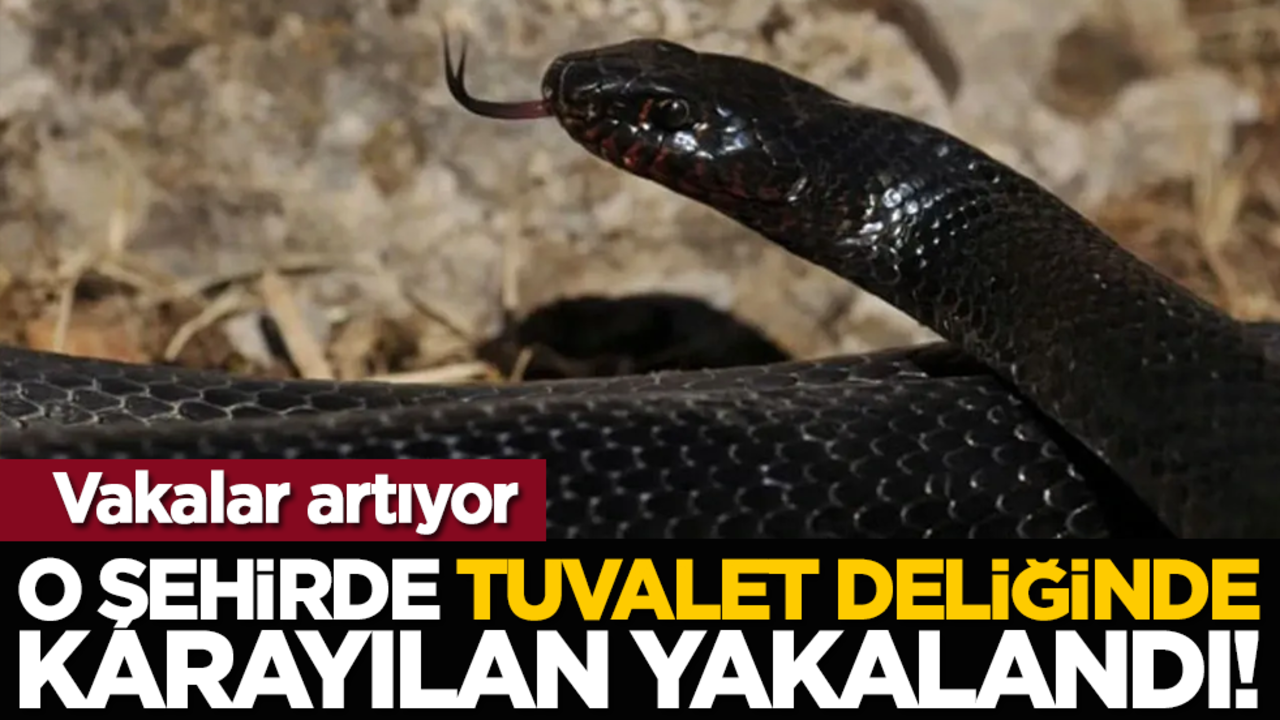 Tuvalet deliğinde karayılan yakalandı!