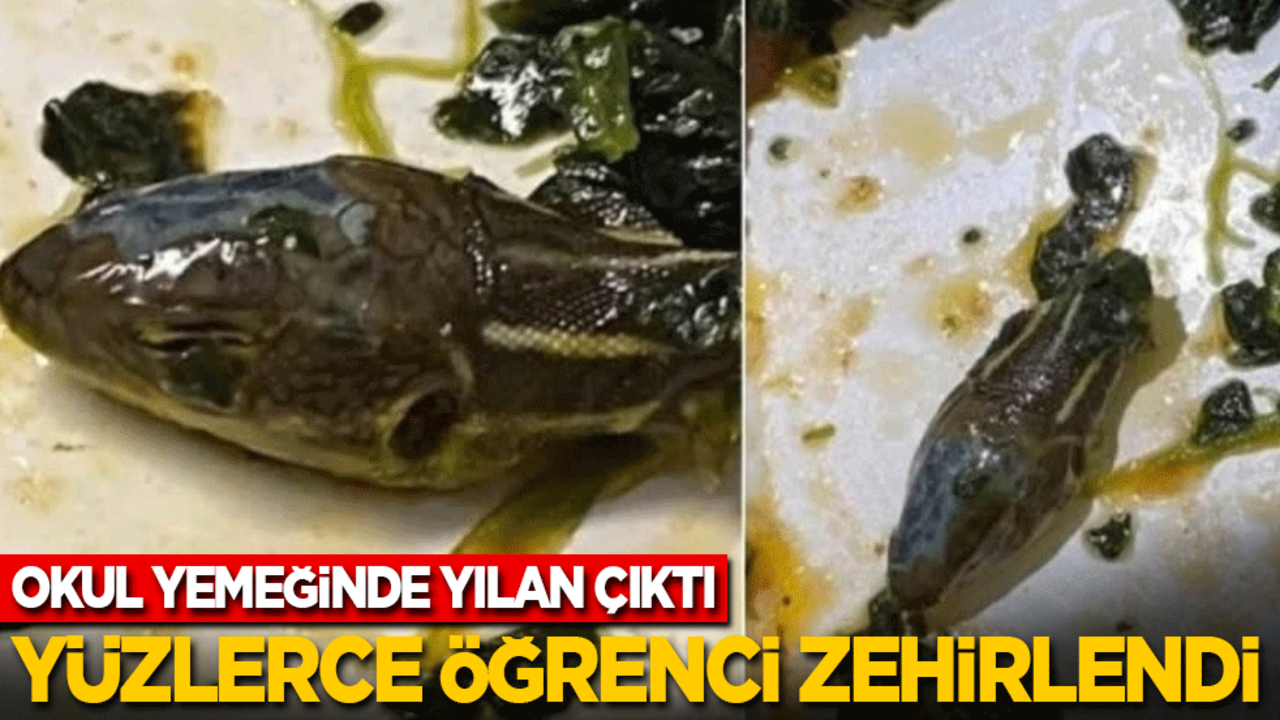 Okul yemeğinde yılan çıktı, yüzlerce öğrenci zehirlendi!