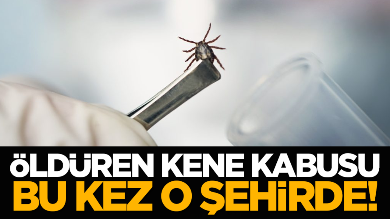 Öldüren kene kabusu bu kez o şehirde!