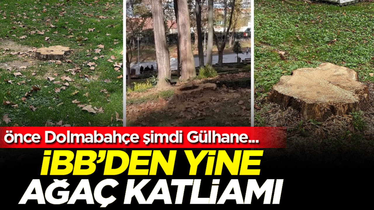 Önce Dolmabahçe şimdi Gülhane! İBB'den yine ağaç katliamı