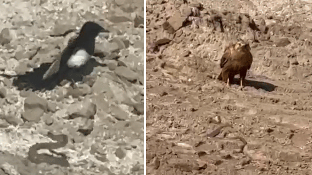 Önce karga sonra kartalla savaşan yılan, sonunda postu kurtardı